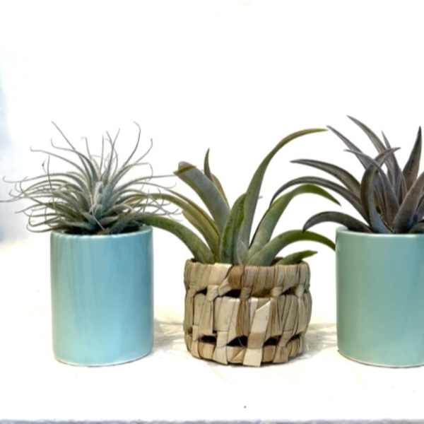 Tilly Trio Green