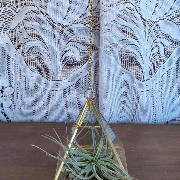 Hanging glass terrarium with a small air plant and pebbles