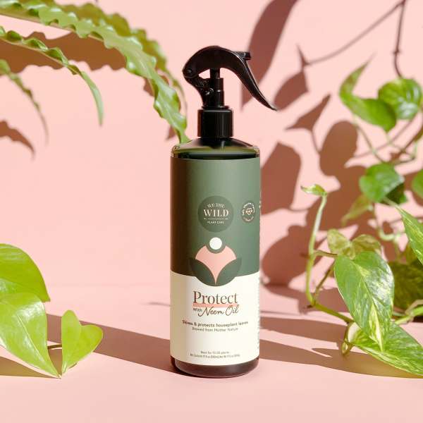 Bottle of plant care spray surrounded by houseplant leaves