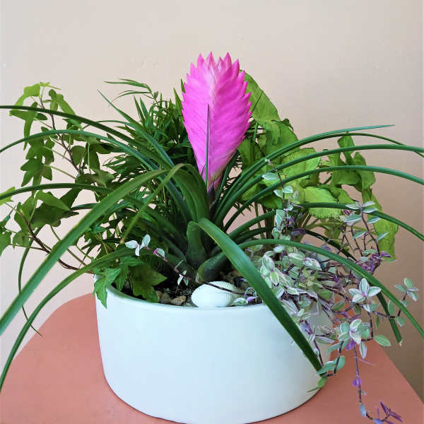 Dish Garden