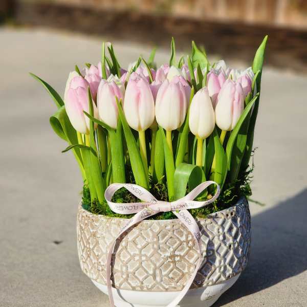 Tulip Harmony