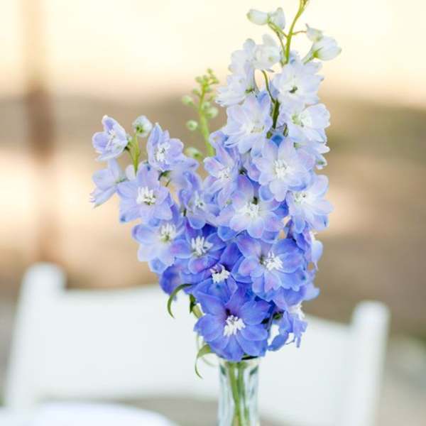 Blooming Blue