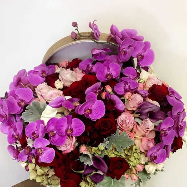 Royal Orchid