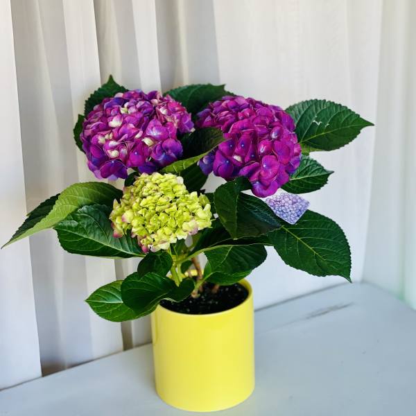 Purple Hydrangea