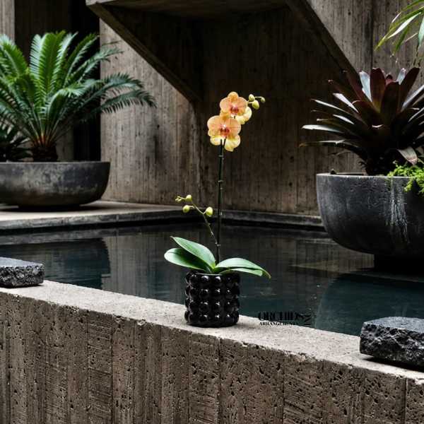 Peach Phalaenopsis Orchids – Flower Delivery Same Day