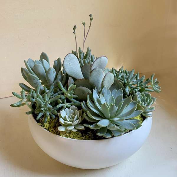 Succulent Garden