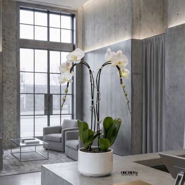 White orchid plant in a white pot on a concrete table