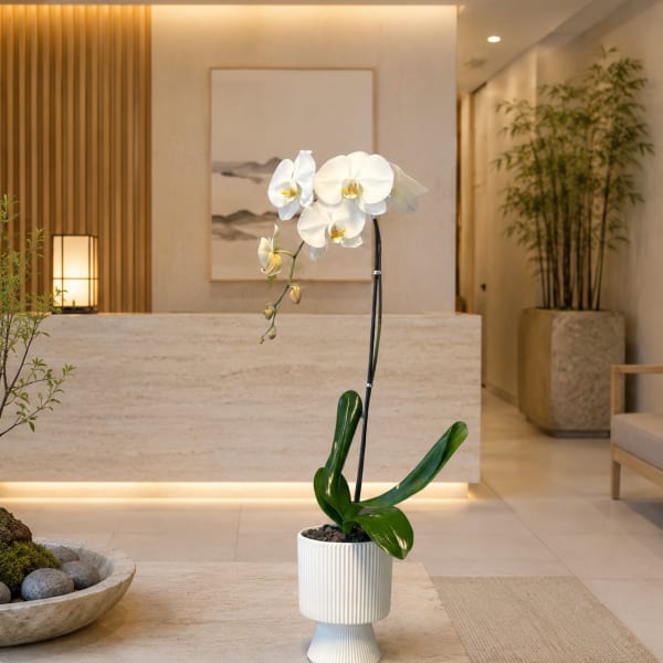 White Phalaenopsis Orchid – Flower Delivery Same Day