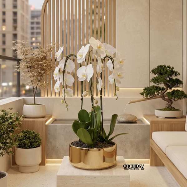 White Orchids Arrangements – Same Day Orchid
