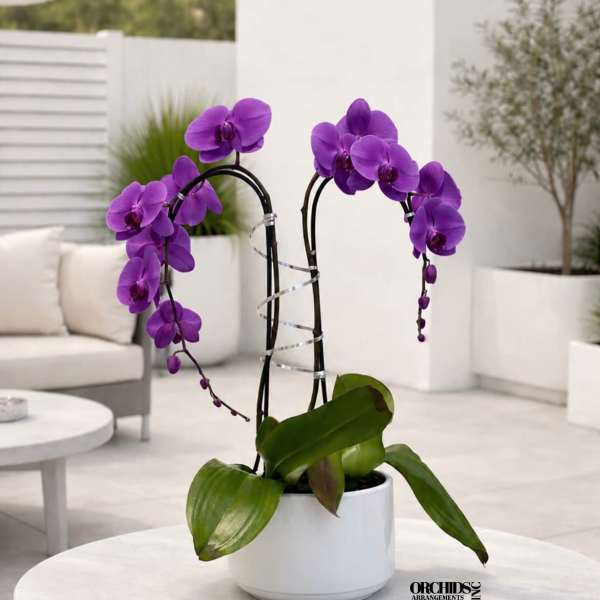 Purple Orchid Arrangement - Delivery Orchids Same Day