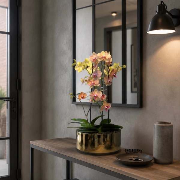 Peach Orchids Arrangements – Same Day Orchid