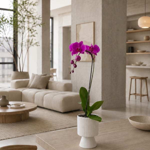 Purple Phalaenopsis Orchid – Flower Delivery Same Day