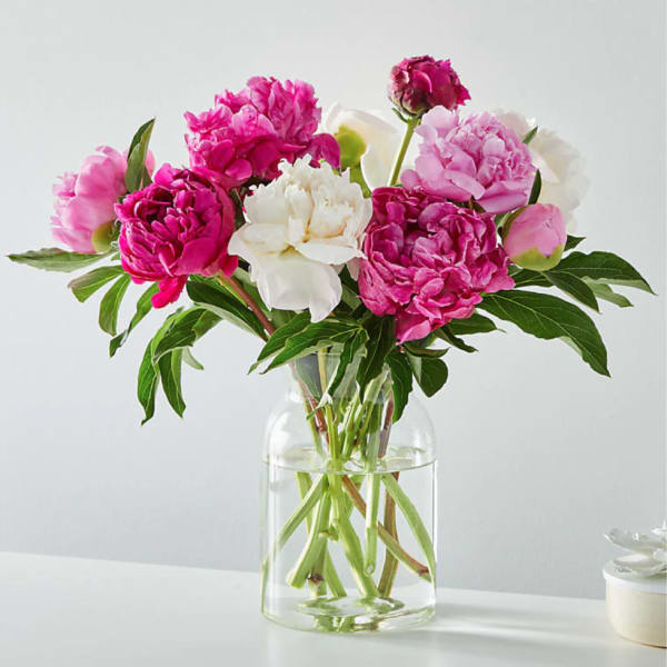 Pink and white peonies in a clear glass vase