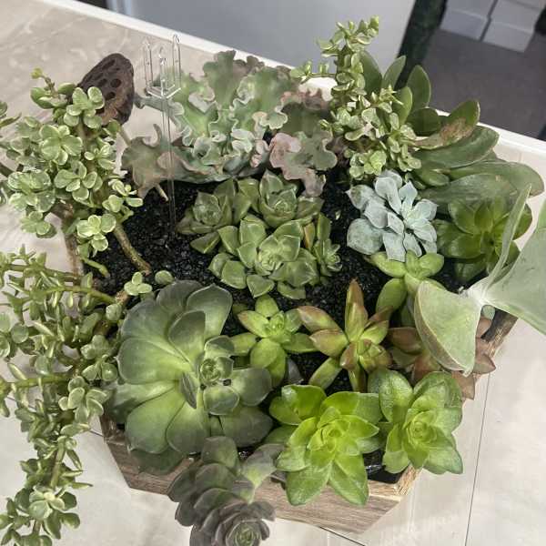 Succulent arrangement in a wooden planter with trailing rosettes