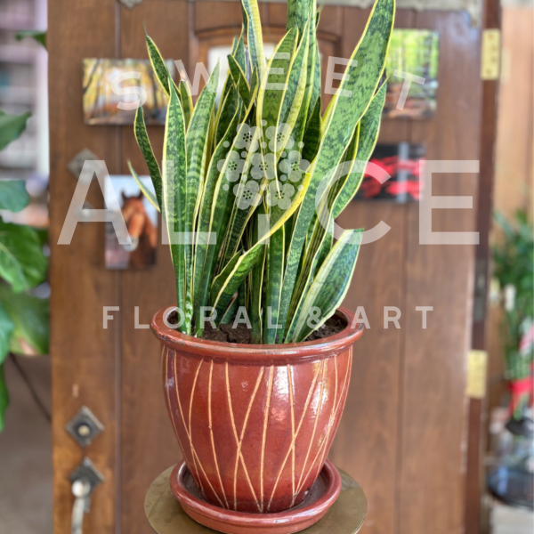 Potted Sansevieria