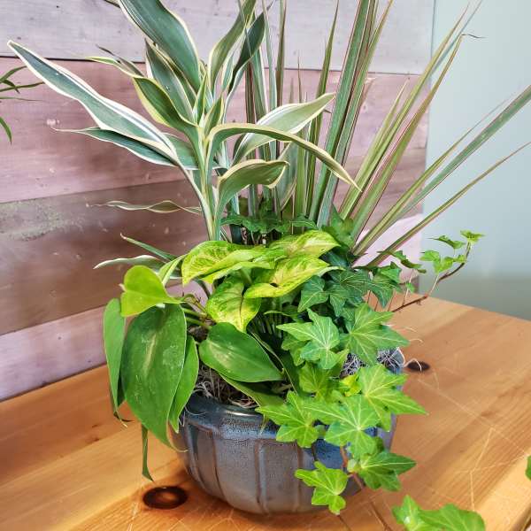 Dish Garden