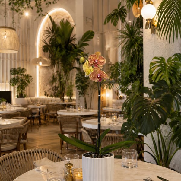 Peach Phalaenopsis Orchid – Flower Delivery Same Day