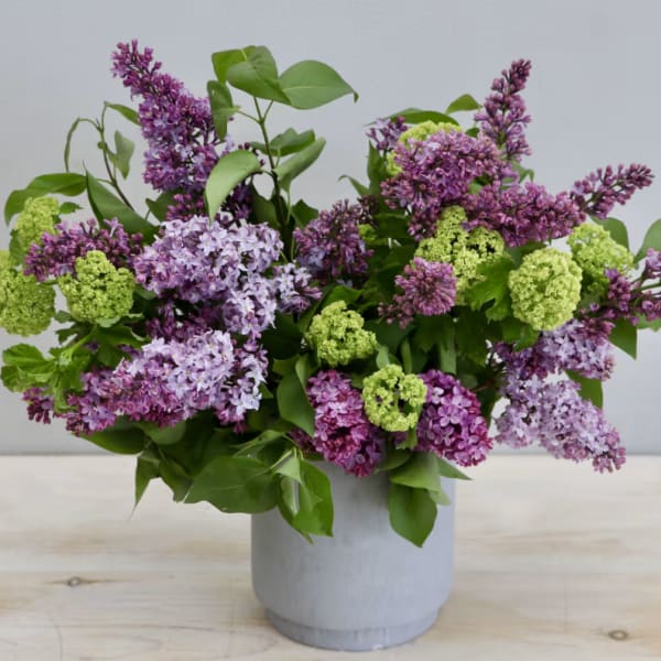 Lilac Dreams - WeHo