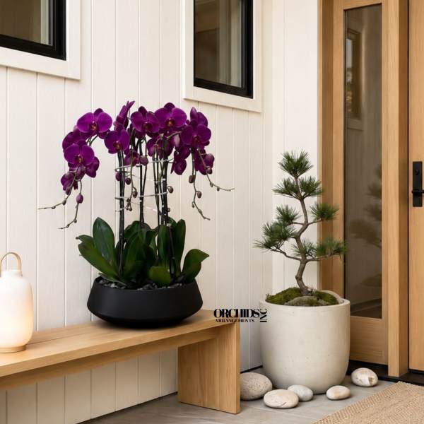 Purple Orchid Arrangements – Same Day Flowers Delivery