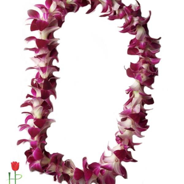 Purple and white orchid lei on a white background