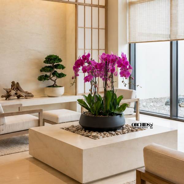 Purple Orchid Phalaenopsis – Same Day Flowers Delivery