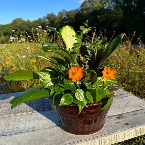 Potted arrangement with orange flowers and assorted green foliage in a brown container