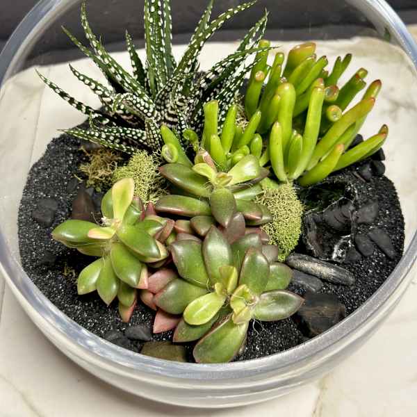 Slant Terrarium