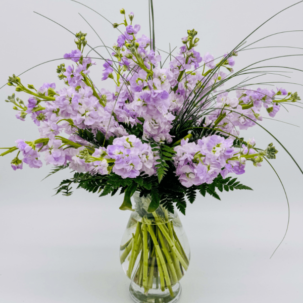 Lavender stock