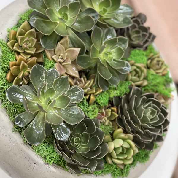 Succulent