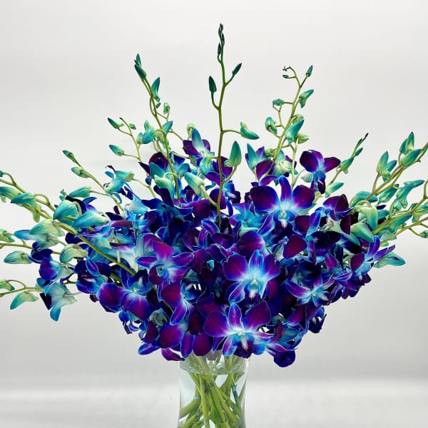 Cool Blue