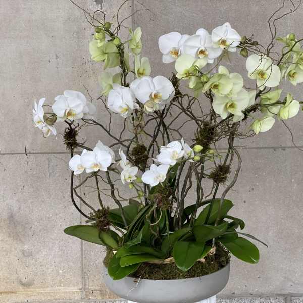 THE MASTER'S ORCHID