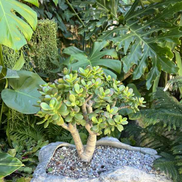 Big Tree