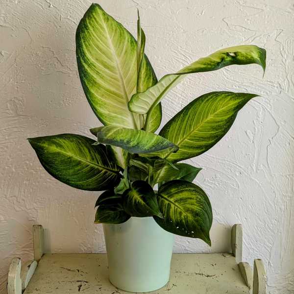 Dieffenbachia Compacta (Dumb Cane)