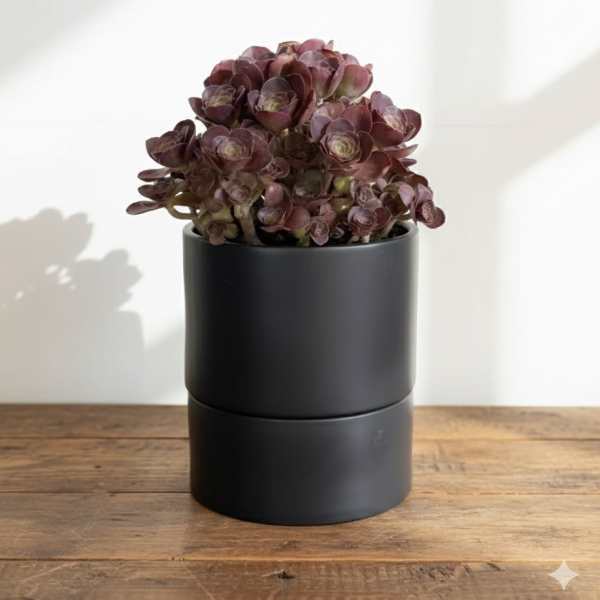 Midnight Aeonium