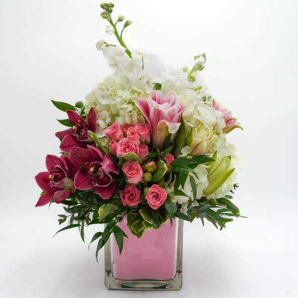 Cymbidium Orchid