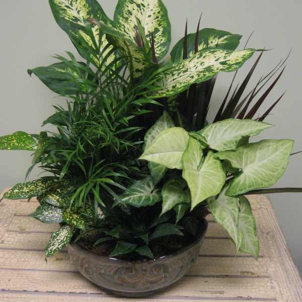 Dish Garden IG-007