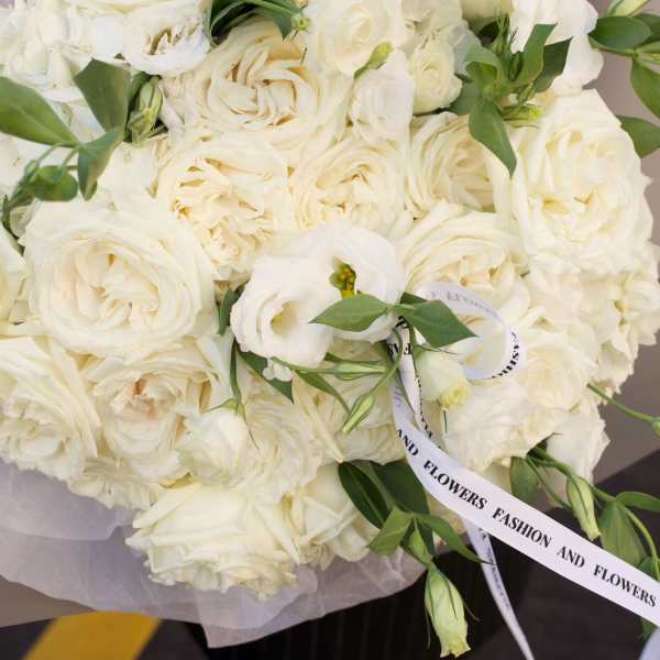 Ivory Dream
