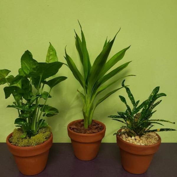 Three potted green houseplants in terracotta pots on a table