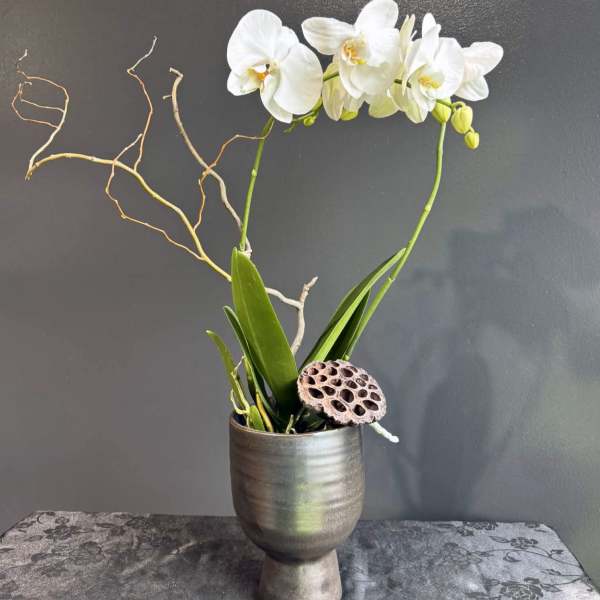 Orchid Paradise