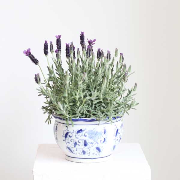Potted Spanish Lavender