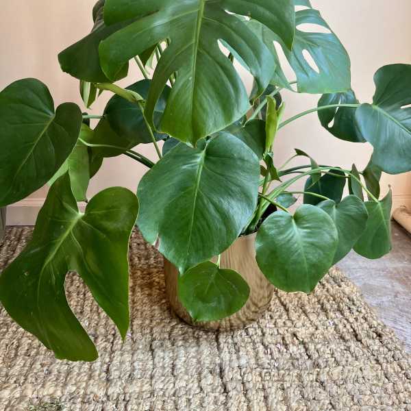 Monstera Plant