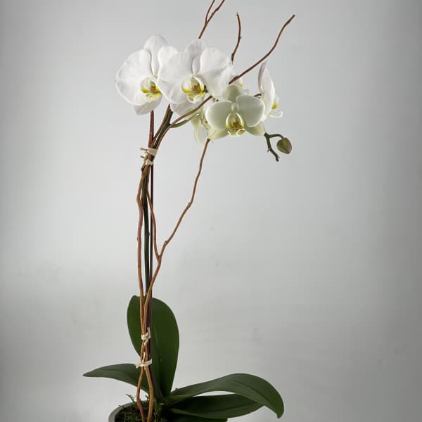Concrete Orchid