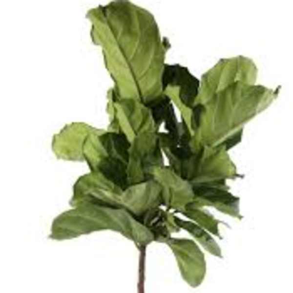 Potted green houseplant with broad leaves in a woven planter