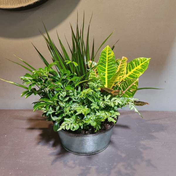 Plants: Lush Leaves Garden