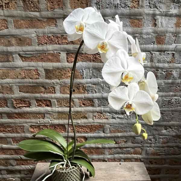 White orchid plant in a textured pot on a wooden table