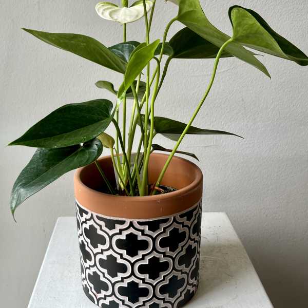Potted anthurium plant with white blooms in a patterned ceramic pot