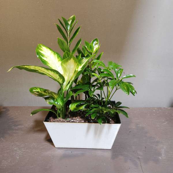 Plants: Modern Mood Garden