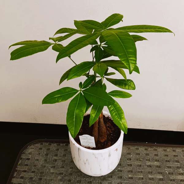 Potted green houseplant in a white ceramic planter