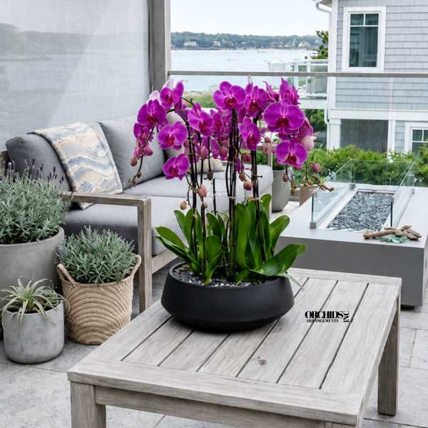 Purple Orchid Arrangements – Same Day Orchid Delivery