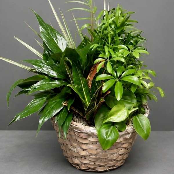 Dish Garden 10inch